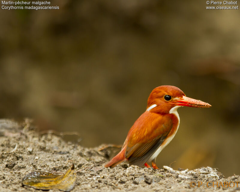 Madagascar Pygmy Kingfisher