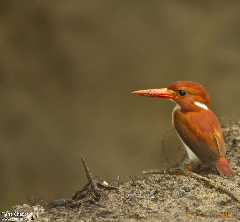 Madagascar Pygmy Kingfisheradult breeding, identification