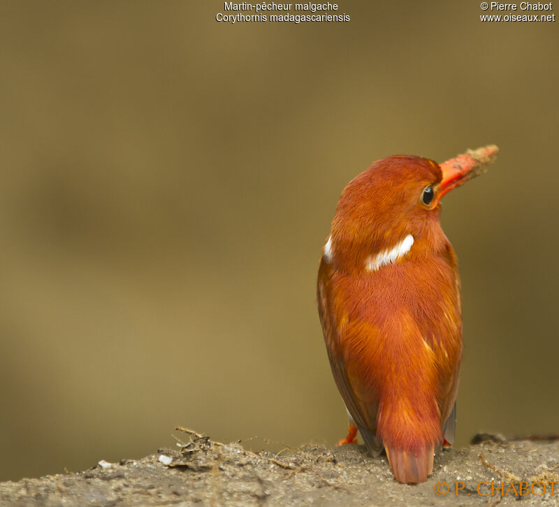 Madagascar Pygmy Kingfisher