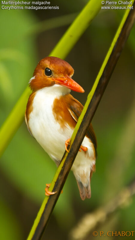 Madagascar Pygmy Kingfisher