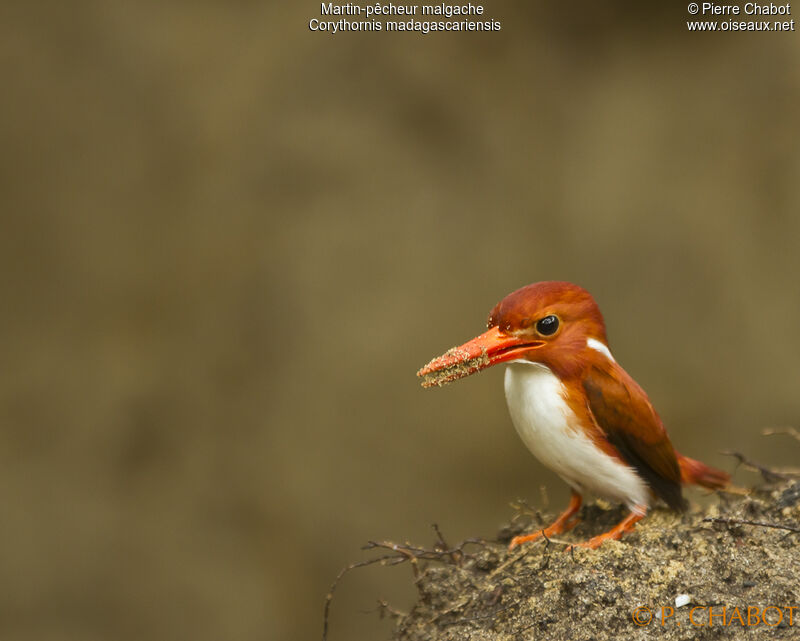 Madagascar Pygmy Kingfisher