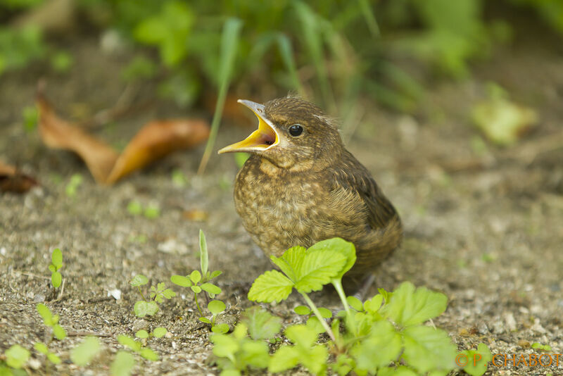 Common Blackbird