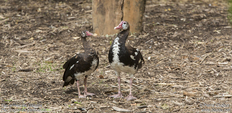 Spur-winged Goose