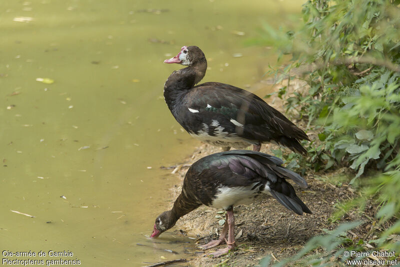 Spur-winged Goose