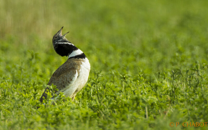 Little Bustard