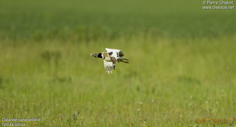 Little Bustard, Flight