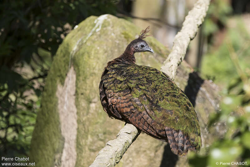 Congo Peafowl