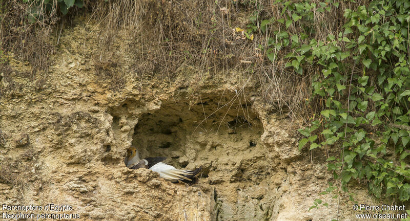 Egyptian Vulture