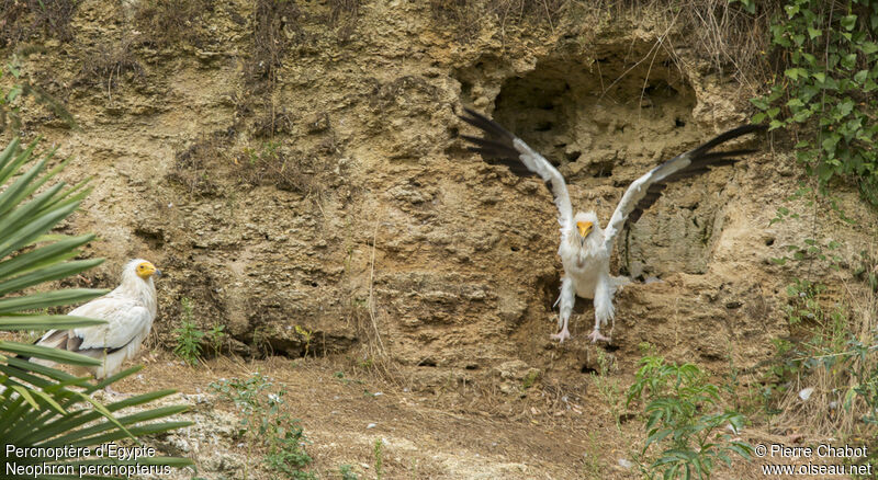 Egyptian Vulture, Flight