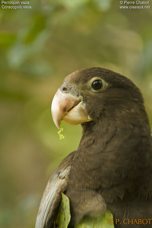 Greater Vasa Parrot