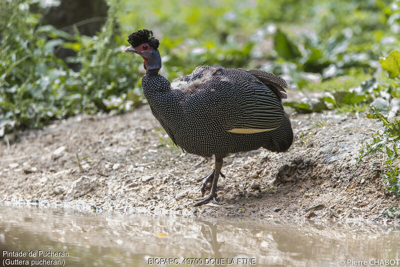 Eastern Crested Guineafowl