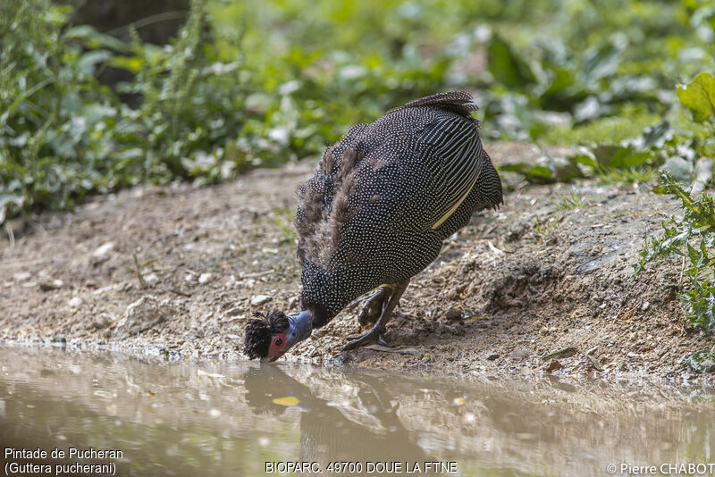 Eastern Crested Guineafowl