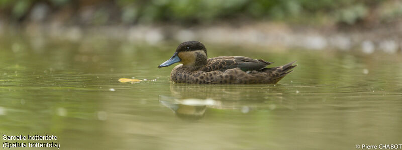 Blue-billed Teal