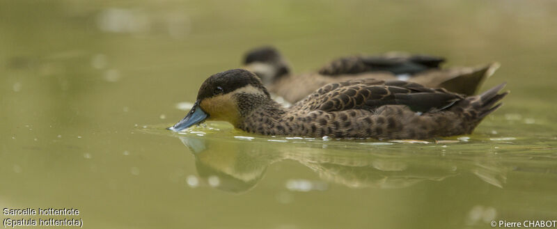 Blue-billed Teal