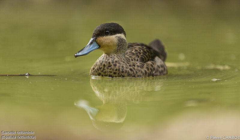 Blue-billed Teal