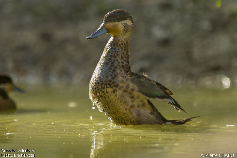 Blue-billed Teal