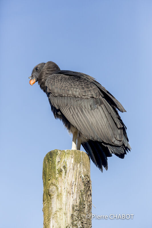 King Vulture