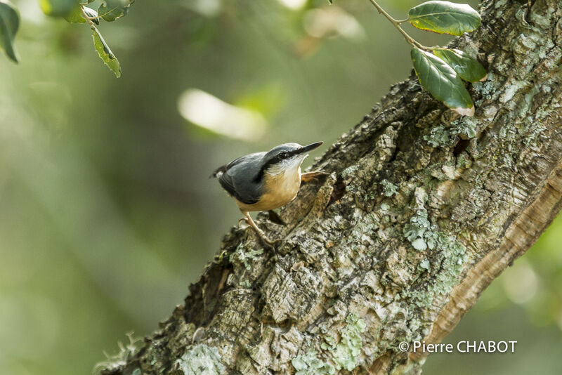 Eurasian Nuthatch