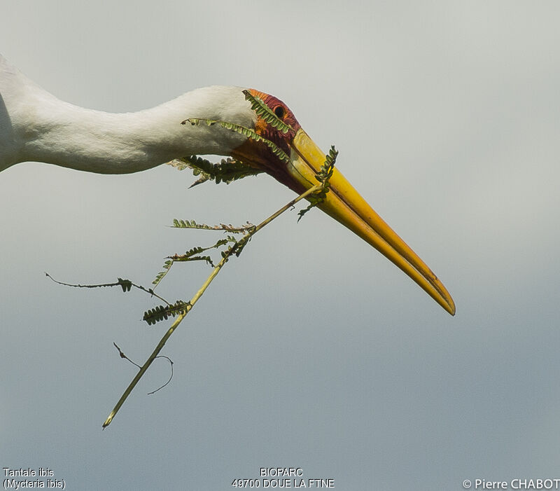 Tantale ibis