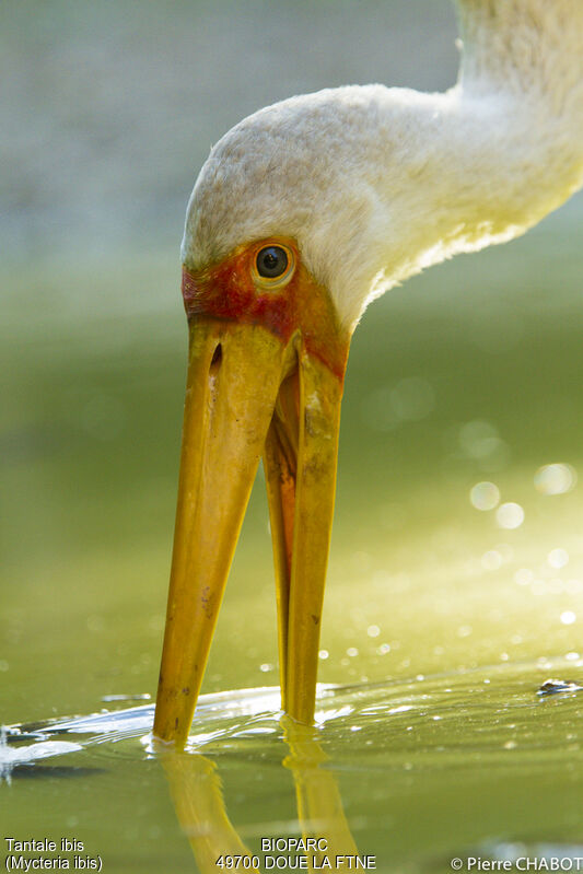 Yellow-billed Stork