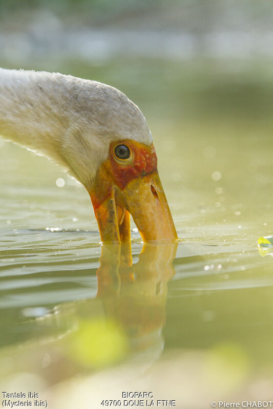 Yellow-billed Stork