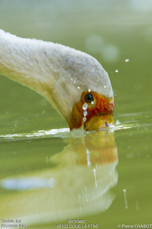 Yellow-billed Stork