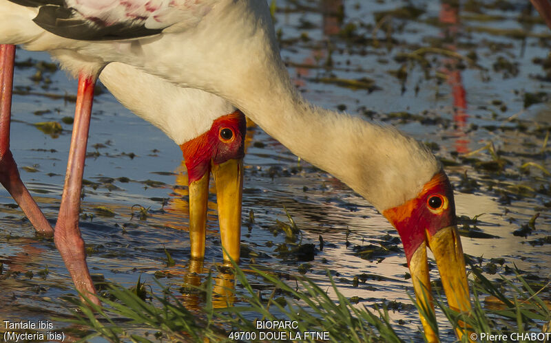 Yellow-billed Stork