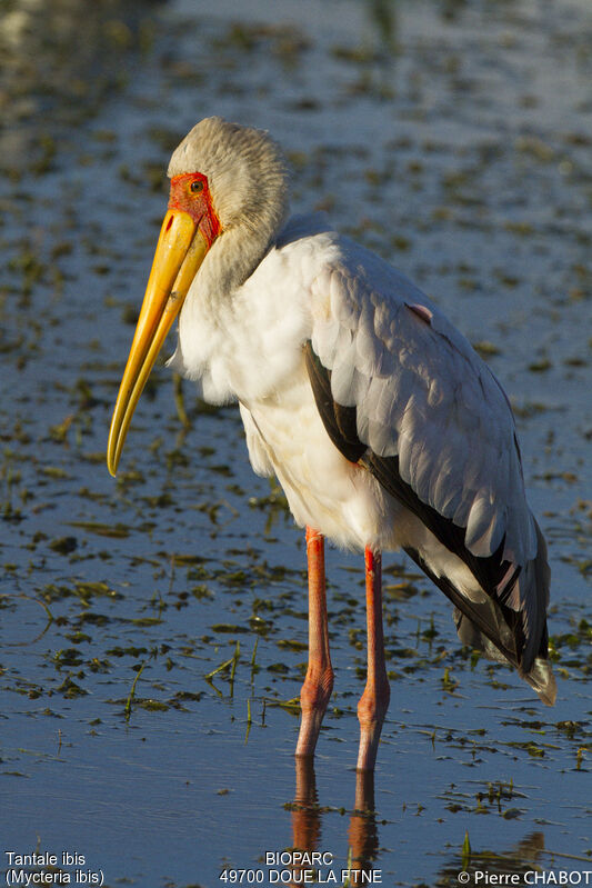 Yellow-billed Stork