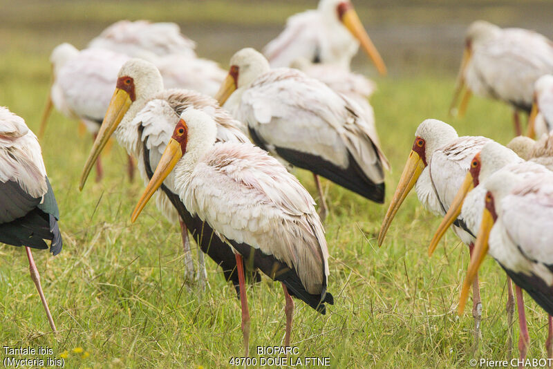 Yellow-billed Stork