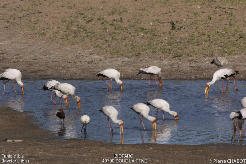 Yellow-billed Stork