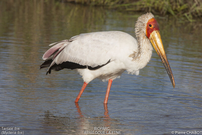 Yellow-billed Stork