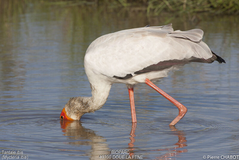 Tantale ibis