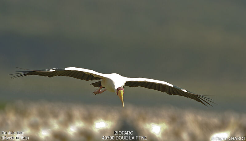 Yellow-billed Stork