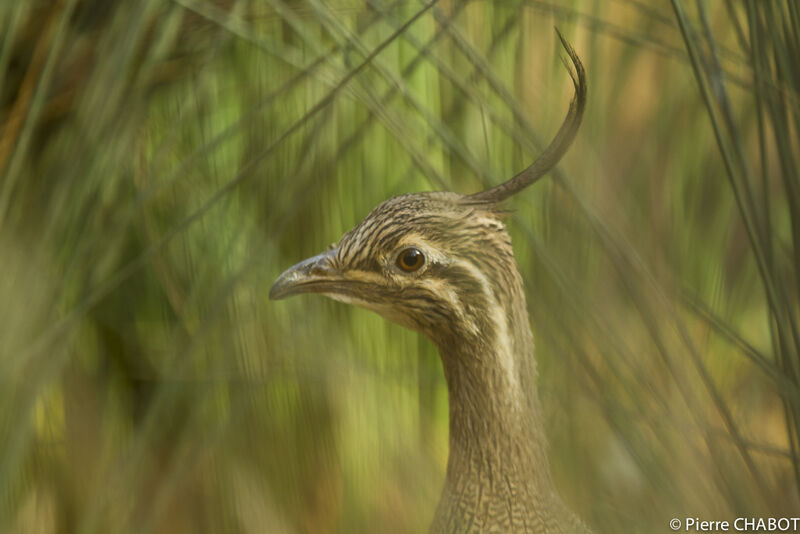 Elegant Crested Tinamou