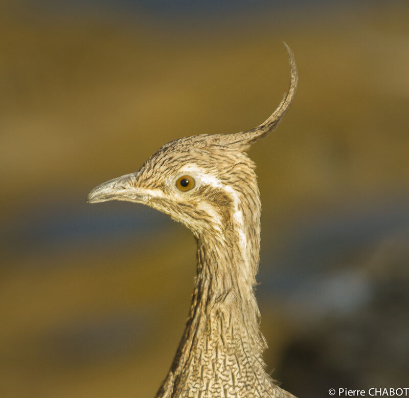 Tinamou élégant