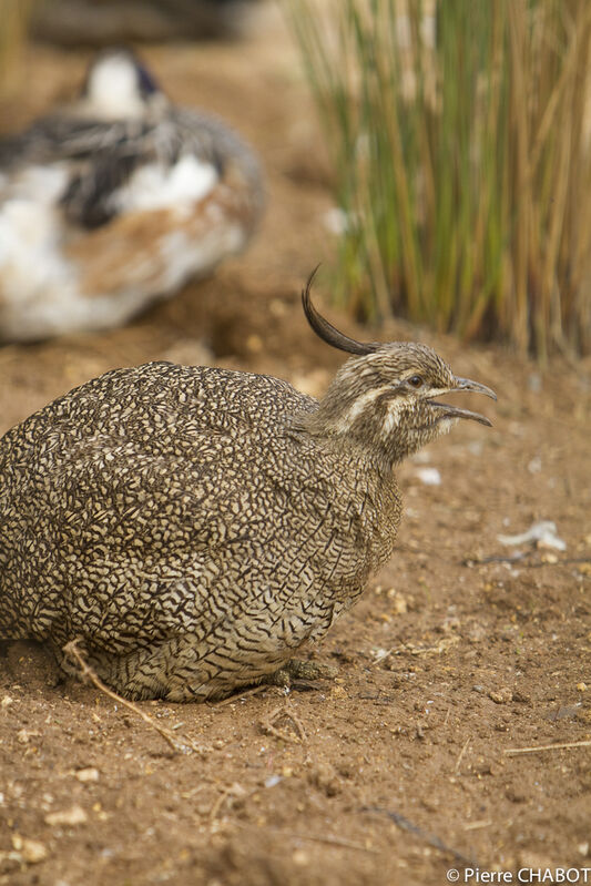 Elegant Crested Tinamou