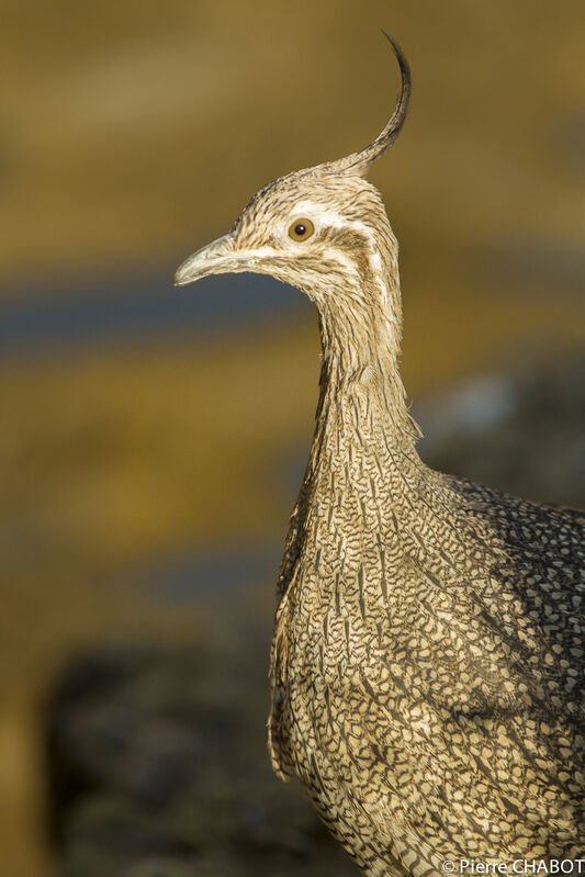 Elegant Crested Tinamou