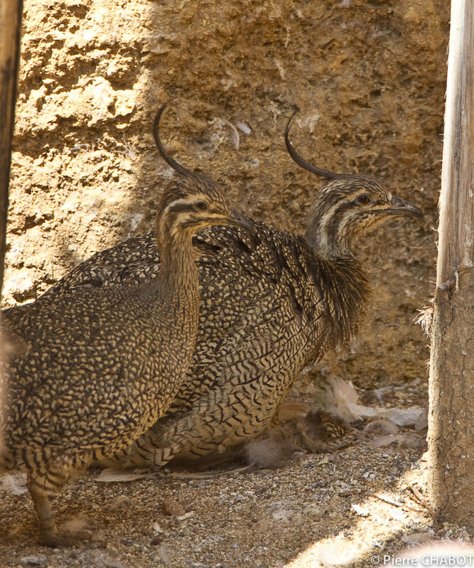 Tinamou élégant