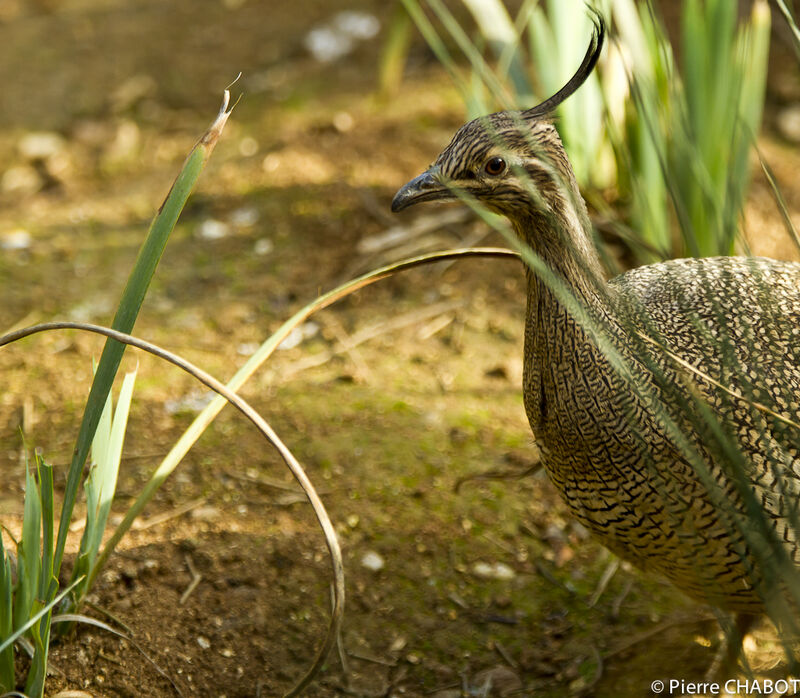 Elegant Crested Tinamou