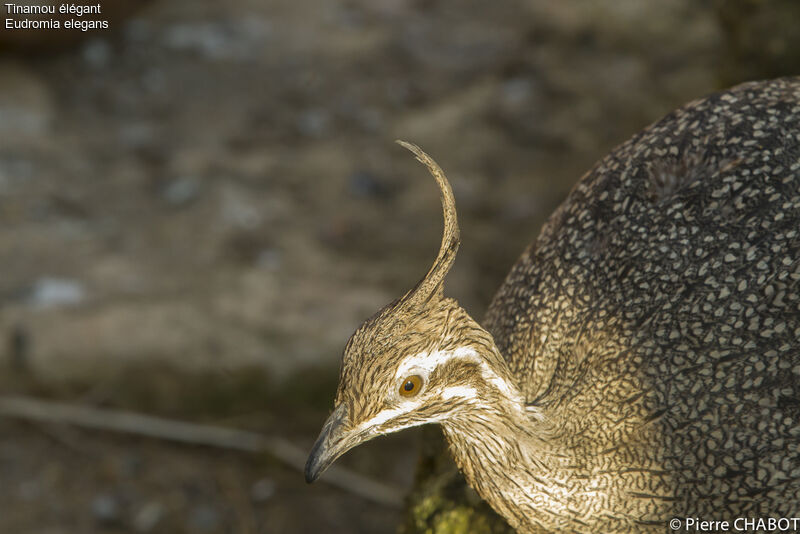 Elegant Crested Tinamou