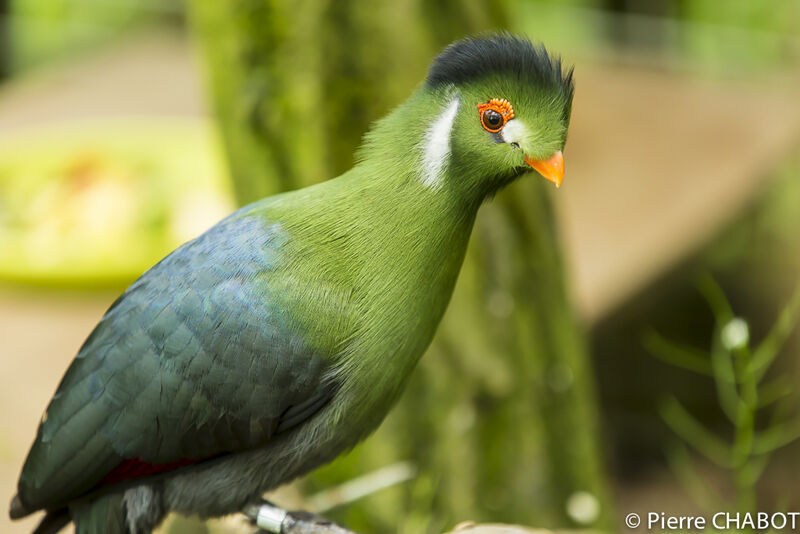 White-cheeked Turaco