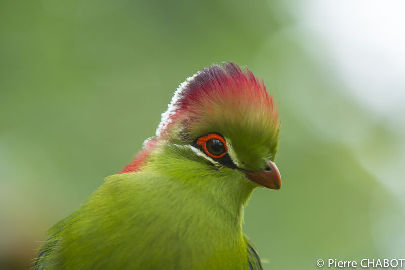 Touraco de Fischer