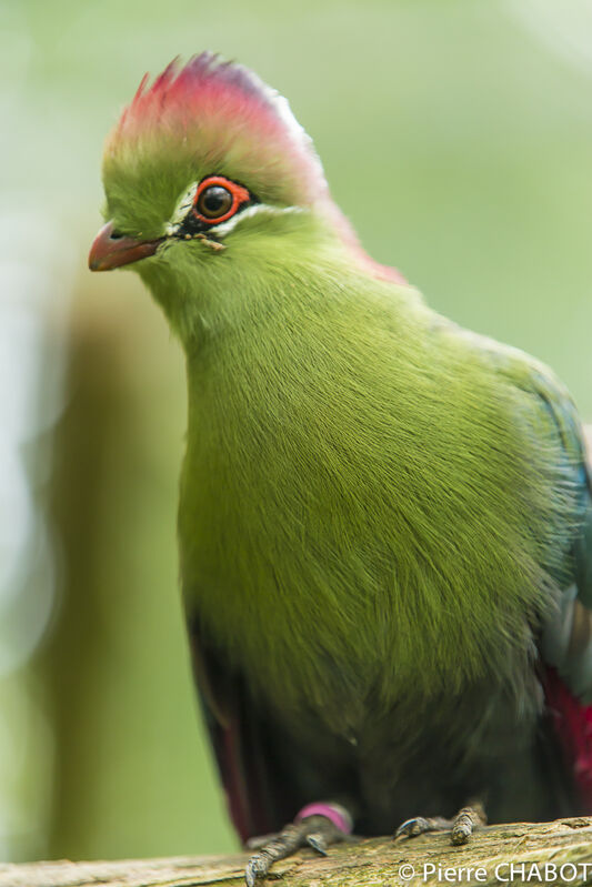 Touraco de Fischer