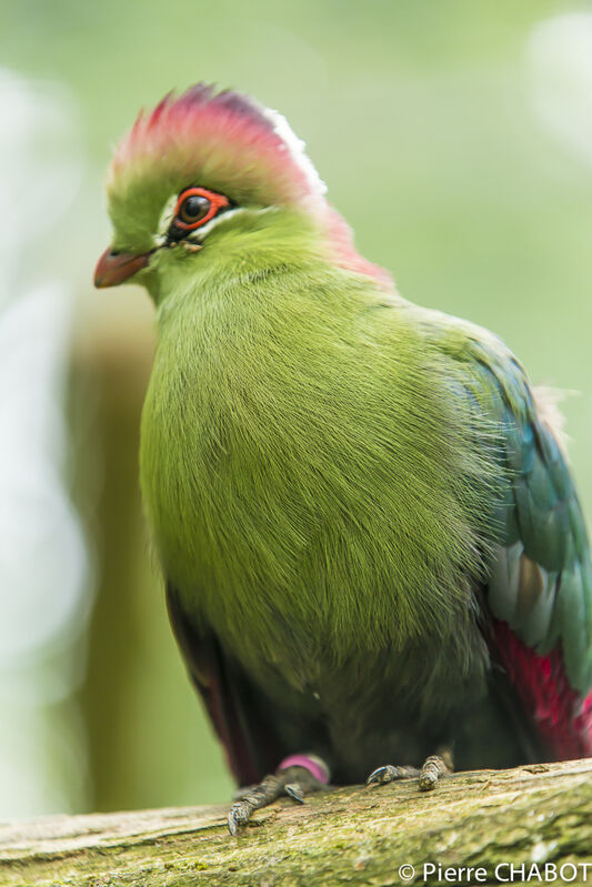 Touraco de Fischer