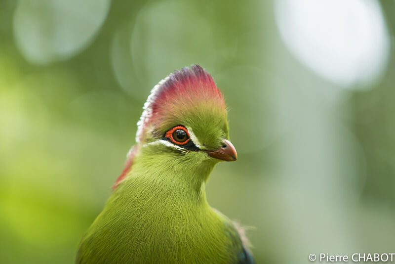 Fischer's Turaco