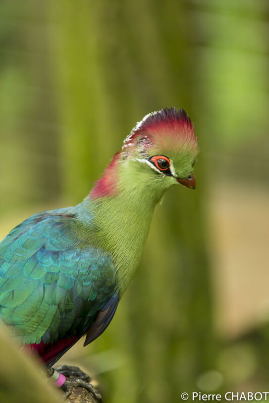 Touraco de Fischer