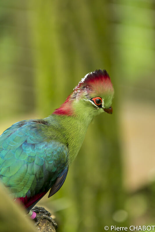 Fischer's Turaco