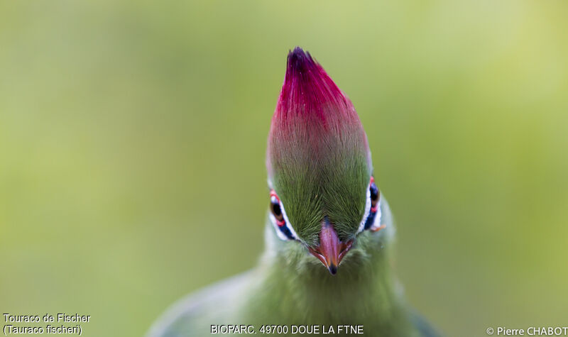 Fischer's Turaco