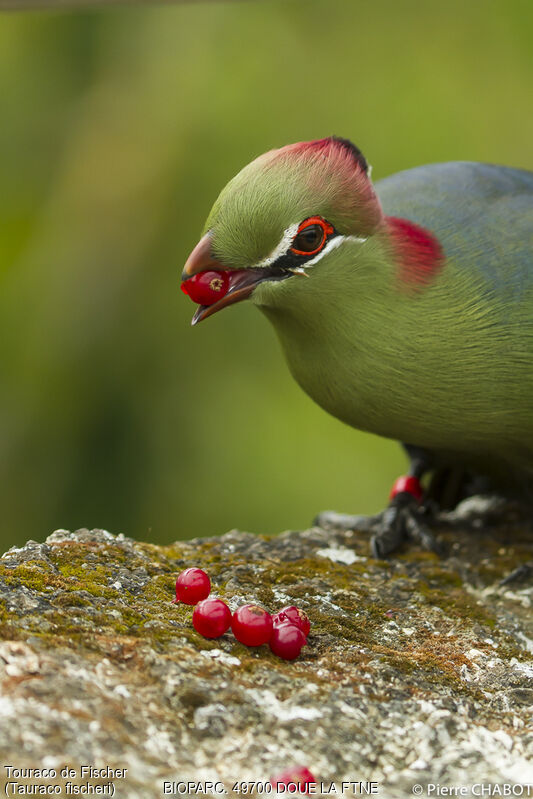 Fischer's Turaco