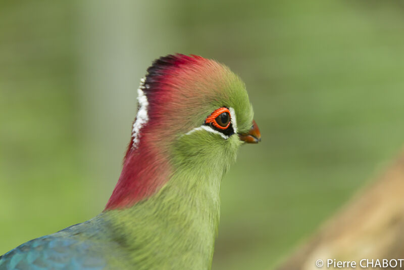 Touraco de Fischer